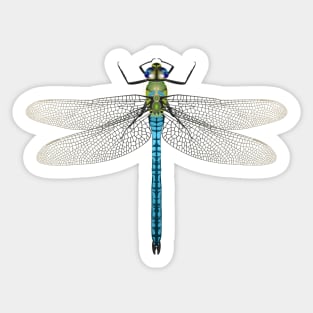 Blue dragonfly Southern Hawker Sticker